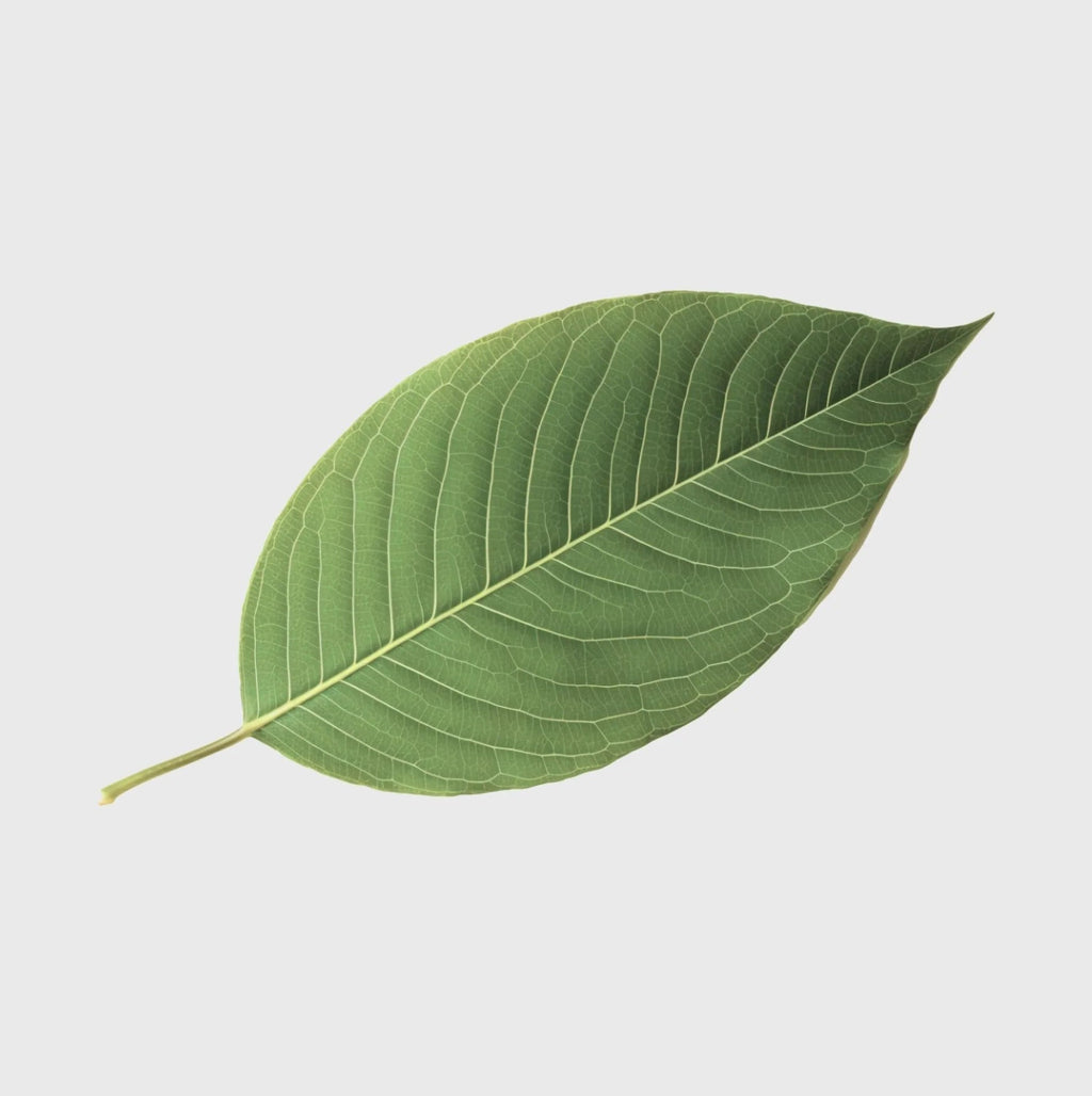 Kratom Red Borneo Smartshop - Hanfify