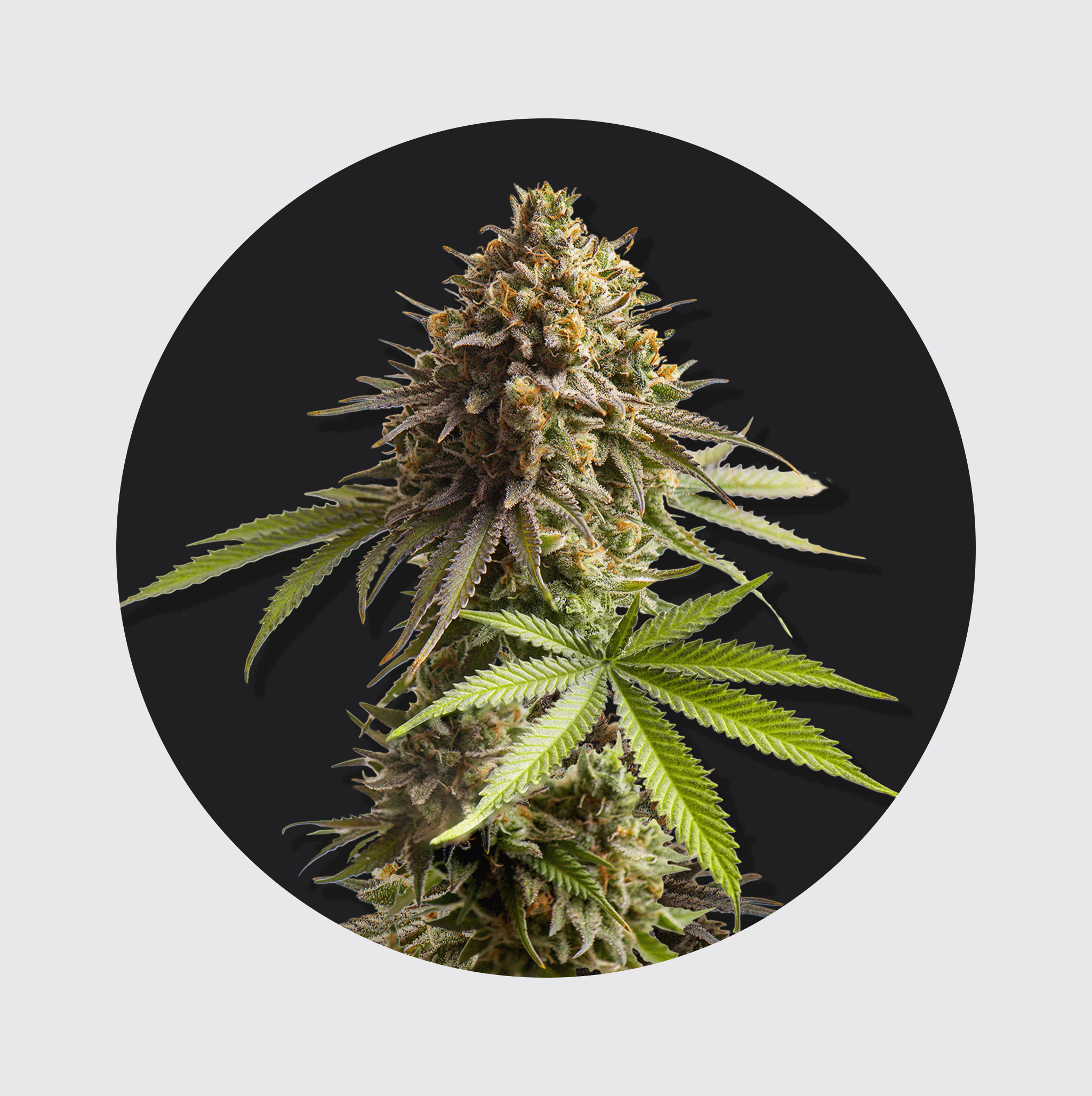 NEW!! Cali Genetics Sour Diesel 24% THC 🌱 auto flowering