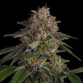 LA Kush Cake Samen Feminisiert Cannabissamen 1 Samen (+1 Gratis) - Hanfify®