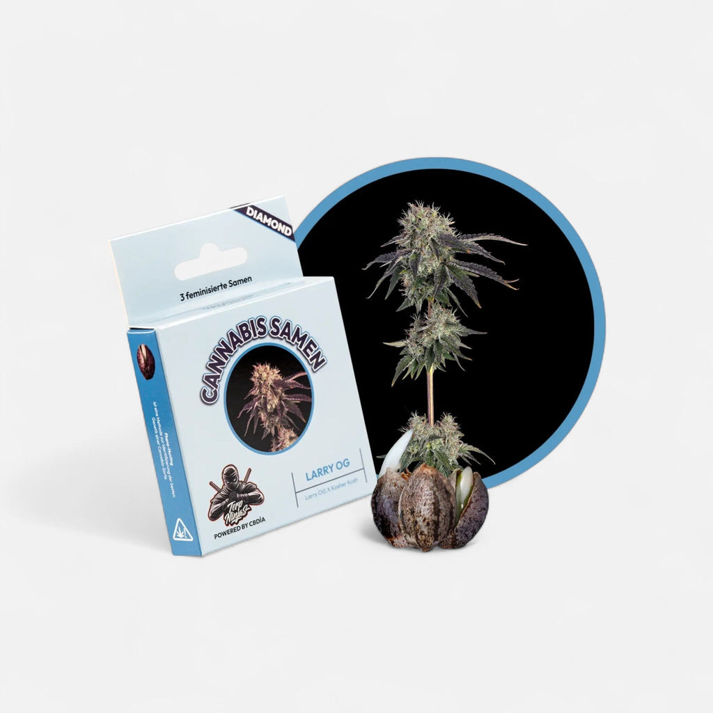 Larry OG Samen Feminisiert Cannabissamen 3 Stück - Hanfify