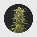 Legendary Cali Genetics Seeds Rainbow Apples 25% THC 🌱 full season Cannabissamen 3 Stück - Hanfify