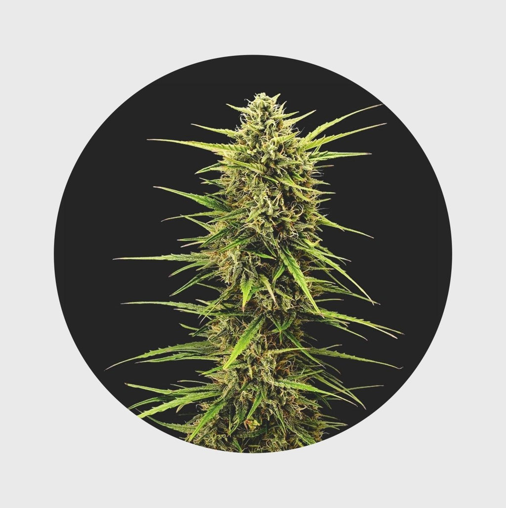 Legendary Cali Genetics Seeds Rainbow Apples 25% THC 🌱 full season Cannabissamen 3 Stück - Hanfify