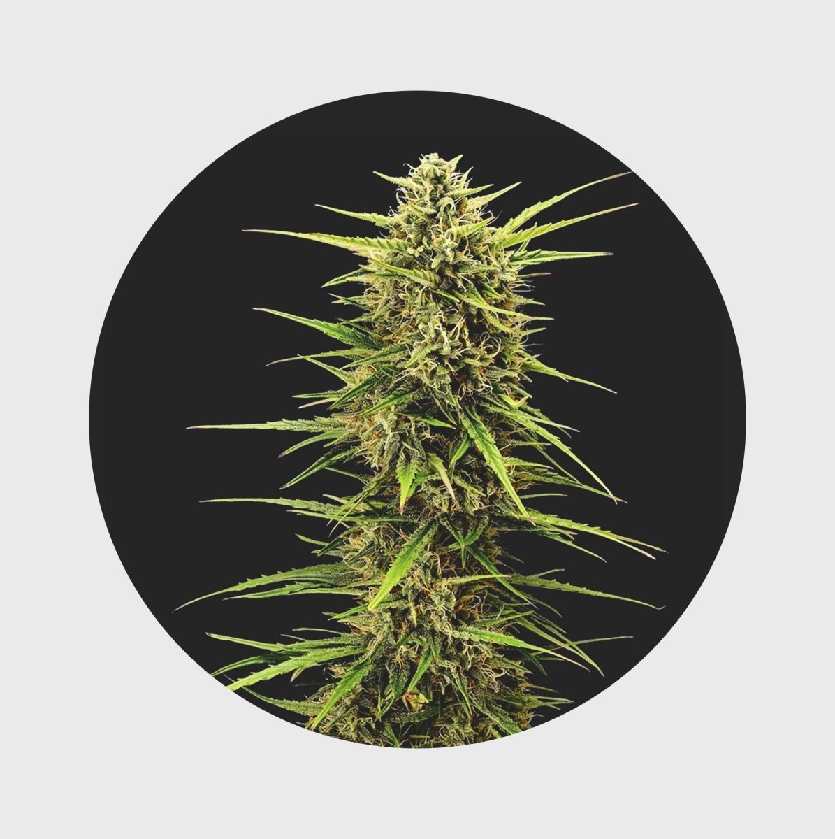 Legendary Cali Genetics Seeds Rainbow Apples 25% THC 🌱 full season Cannabissamen 3 Stück - Hanfify