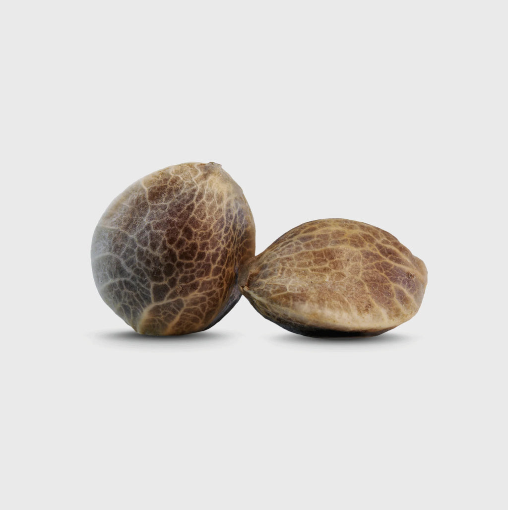 Legendary Cali Genetics Seeds Rainbow Apples 25% THC 🌱 full season Cannabissamen 3 Stück - Hanfify