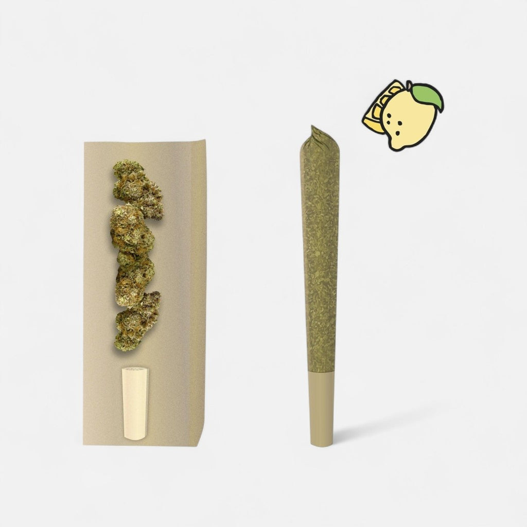 🍋 👑 Lemon Haze 12% CBD Prerolls Joints 3er Pack - Hanfify