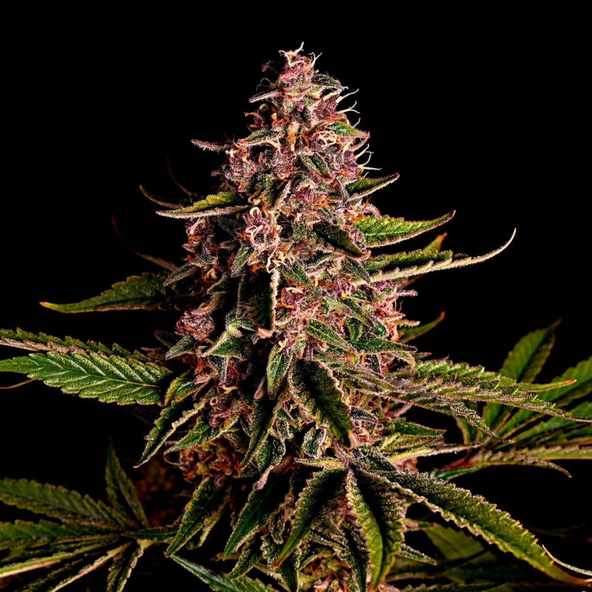 Mimosa Samen Feminisiert Cannabissamen 1 Samen - Hanfify®
