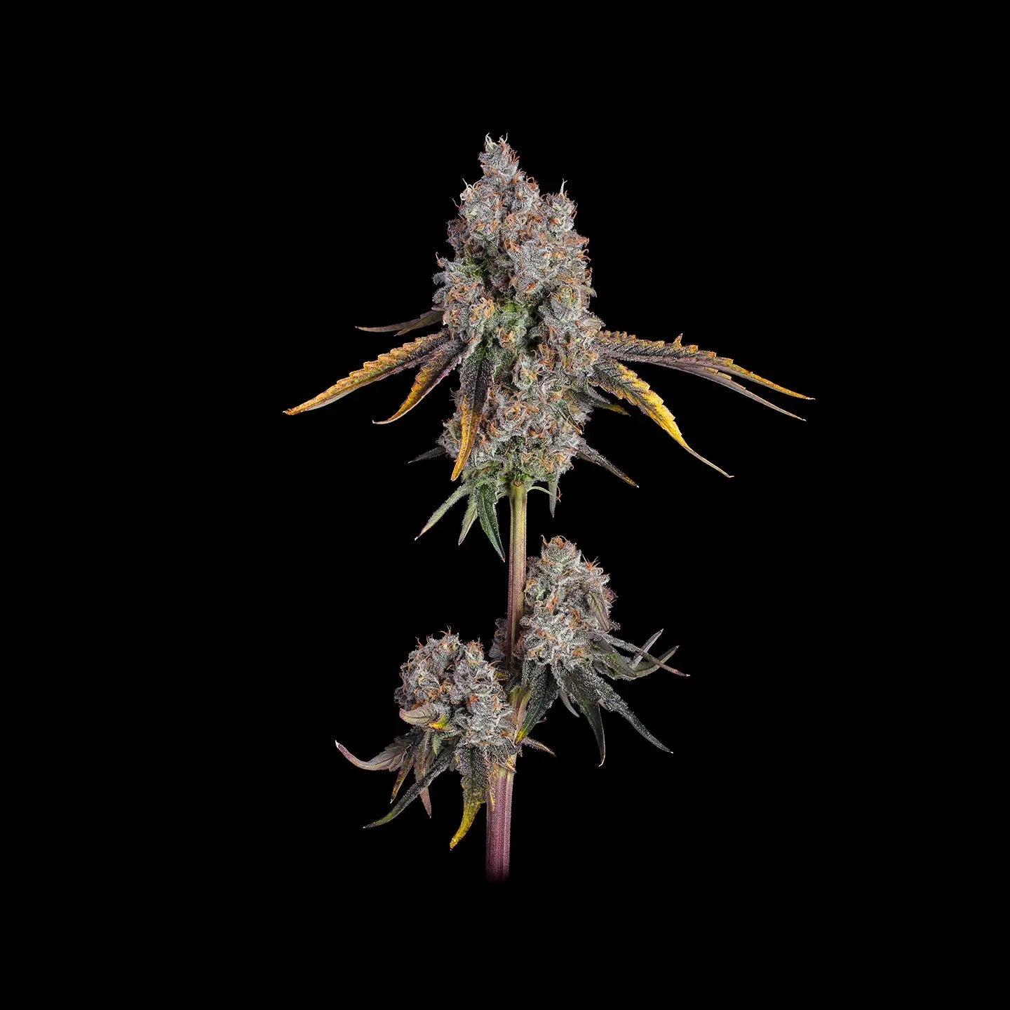 Mimosa Samen Feminisiert Fast Cannabissamen 3 Stück - Hanfify