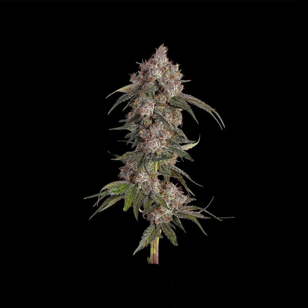 Platinum OG Samen Feminisiert Cannabissamen 3 Stück - Hanfify