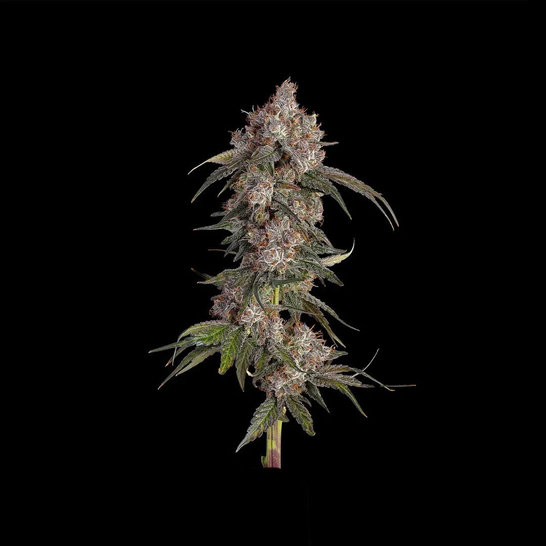 Platinum OG Samen Feminisiert Cannabissamen 3 Stück - Hanfify