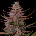 Purple Frost Steckling Hanfpflanzen 1 Steckling - Hanfify®
