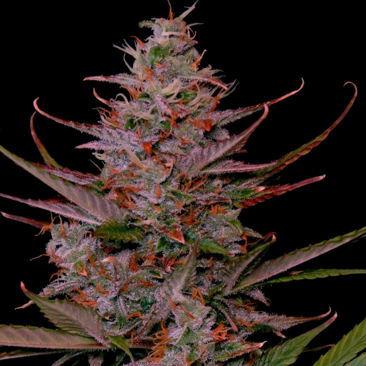 Purple Frost Steckling Hanfpflanzen 1 Steckling - Hanfify®