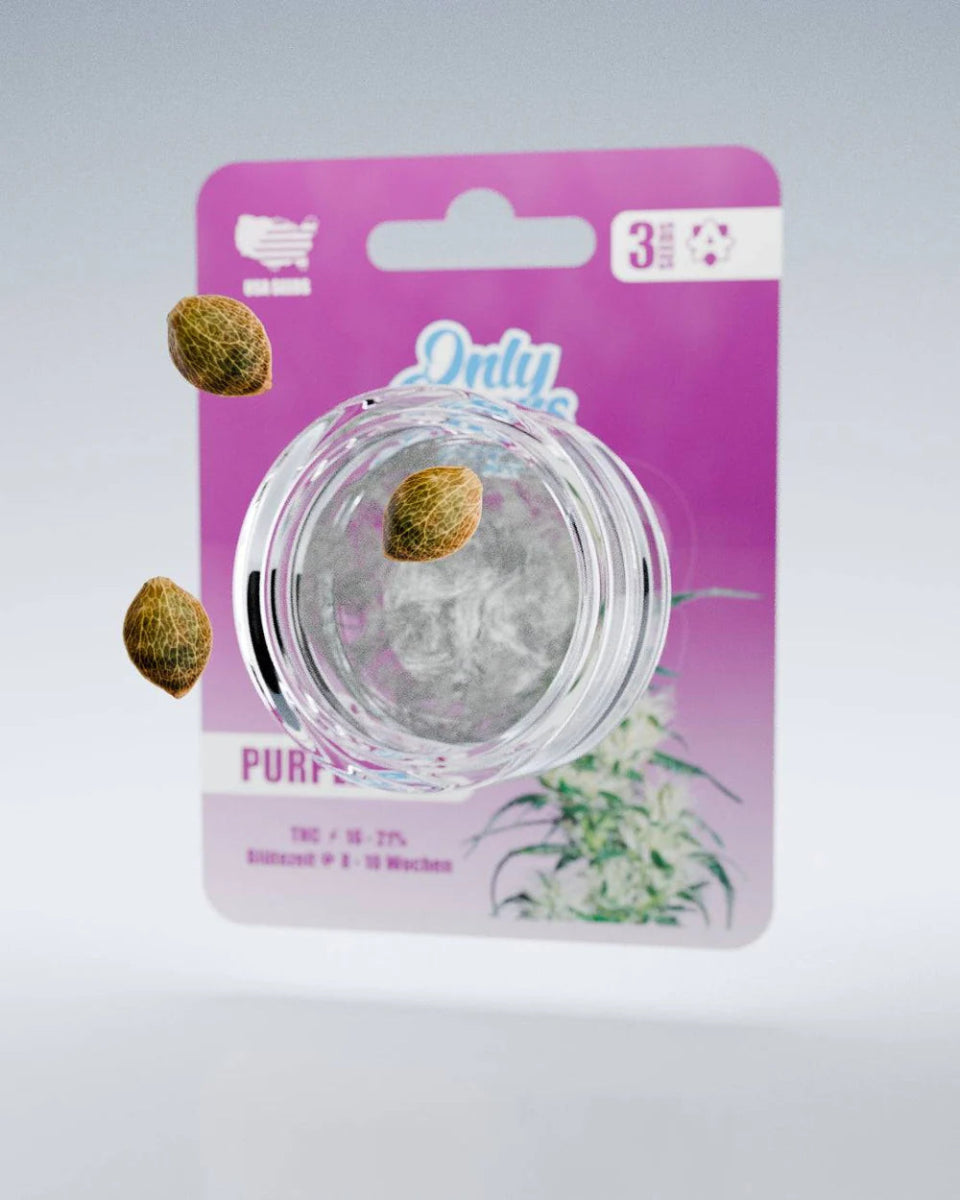 Purple Haze – THC - Seeds Cannabissamen - Hanfify