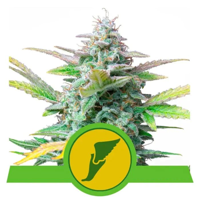 Quick One | Autoflowering Cannabissamen - Hanfify