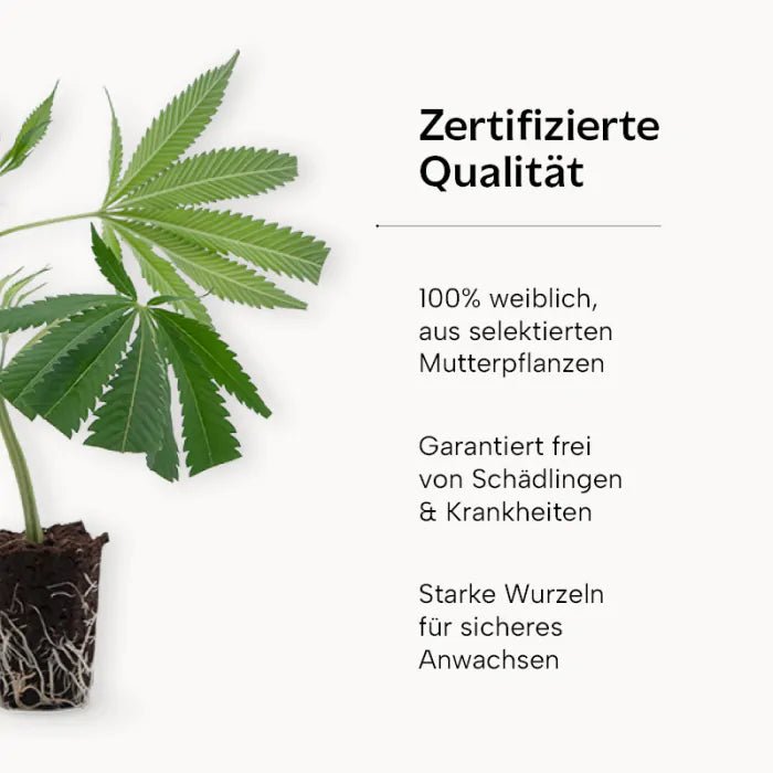 Runtz x Layer Cake Hanfpflanzen - Hanfify