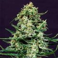 Sir Jack CBD Samen Automatik Cannabissamen 1 Samen (+1 Gratis) - Hanfify®
