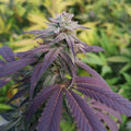 Skittlez Samen Feminisiert Cannabissamen 1 Samen (+1 Gratis) - Hanfify®