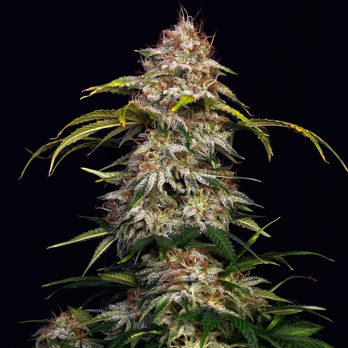 Sour Diesel US Samen Feminisiert Cannabissamen 1 Samen - Hanfify®