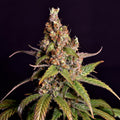 Sour Tangie Samen Automatik Cannabissamen 1 Samen - Hanfify®