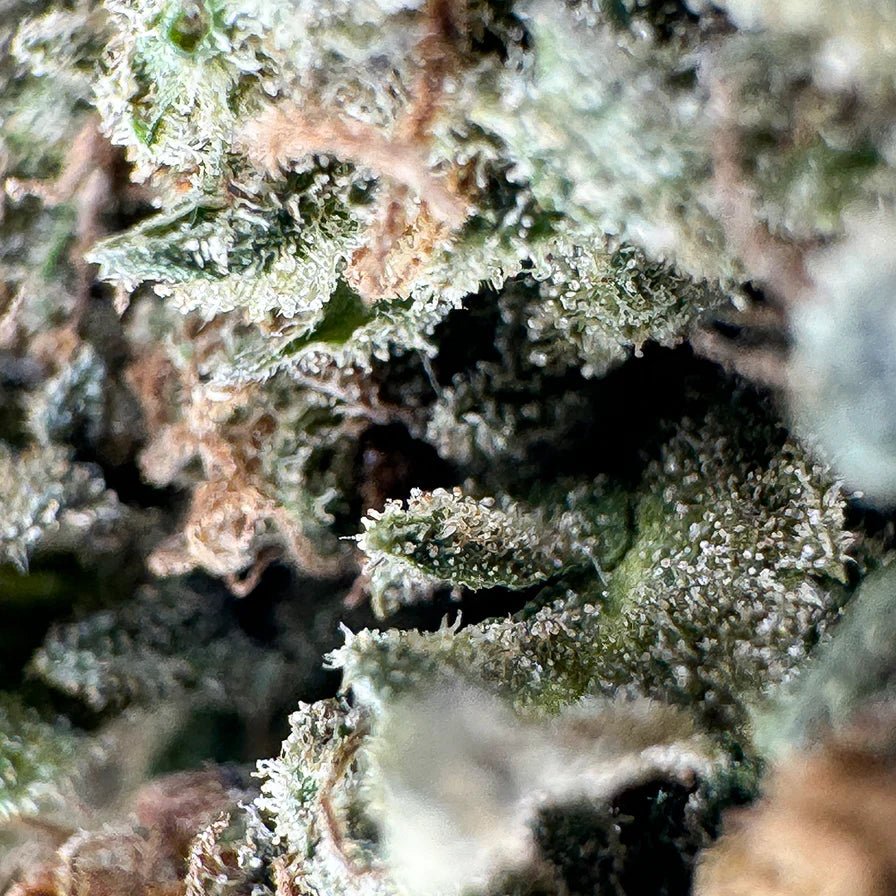 Strawberry Haze Ökopack Blüten 5g - Hanfify®