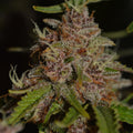 Strawberry Tart Samen Feminisiert Cannabissamen 1 Samen - Hanfify®