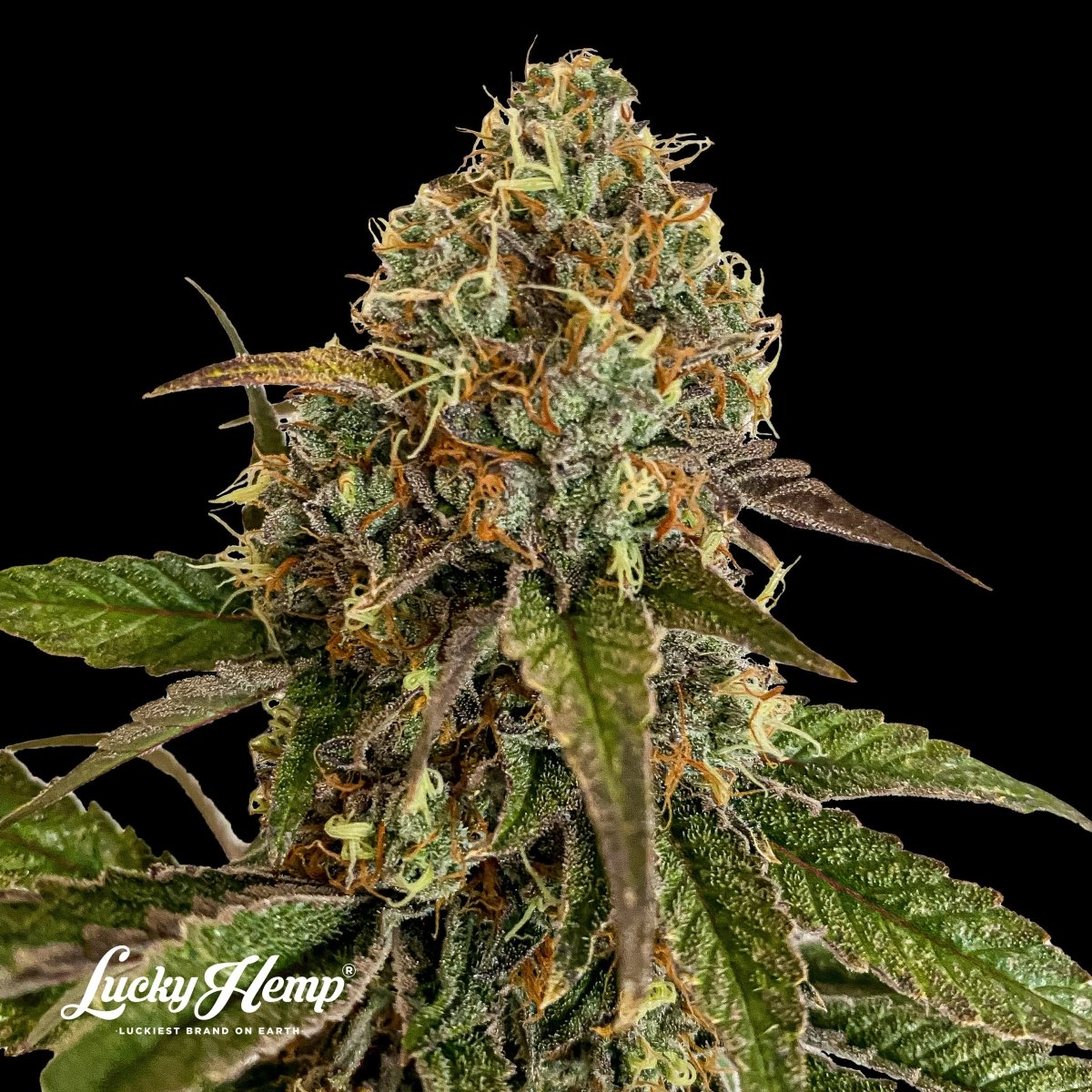 Sunset Sherbet US Samen Feminisiert Cannabissamen 1 Samen (+1 gratis) - Hanfify®