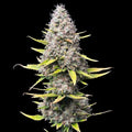 Super Silver Haze Samen Feminisiert Cannabissamen 1 Samen (+1 Gratis) - Hanfify®