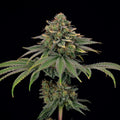 Tropical Gelato Steckling Hanfpflanzen 1 Steckling - Hanfify®