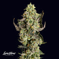 Tropicana US Samen Feminisiert Cannabissamen 1 Samen - Hanfify®
