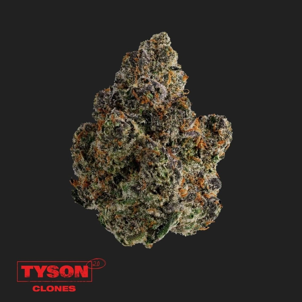 Tyson 2.0 Steckling - Intergalactic Toad Hanfpflanzen 1 Steckling - Hanfify