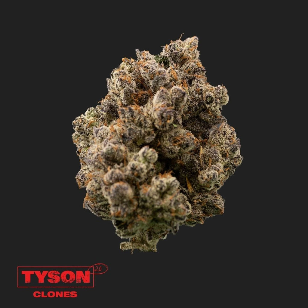 Tyson 2.0 - Tangie Hook Hanfpflanzen 1 Steckling - Hanfify