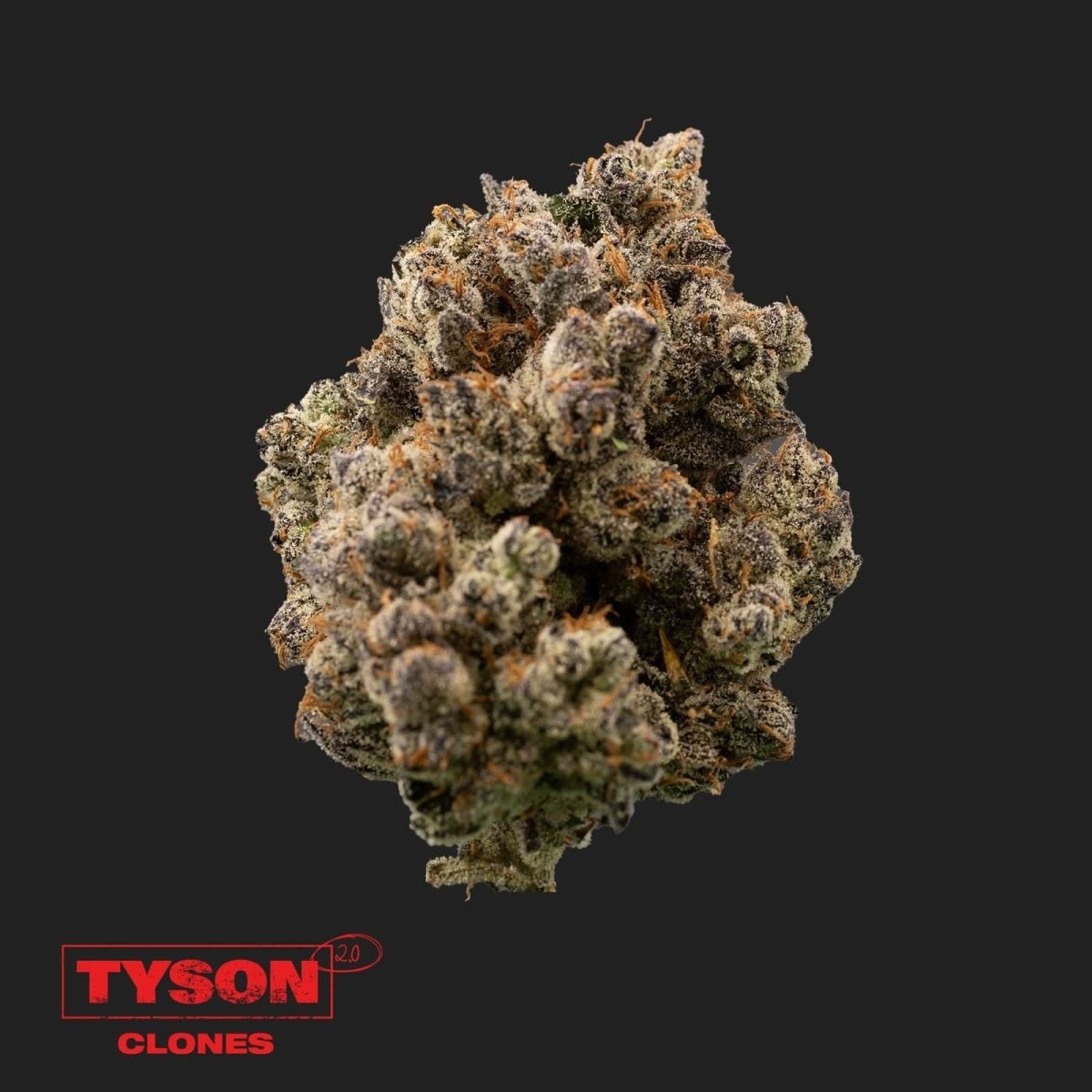 Tyson 2.0 - Tangie Hook Hanfpflanzen 1 Steckling - Hanfify