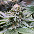 White Fire OG Samen Automatik Cannabissamen 1 Samen (+1 Gratis) - Hanfify®