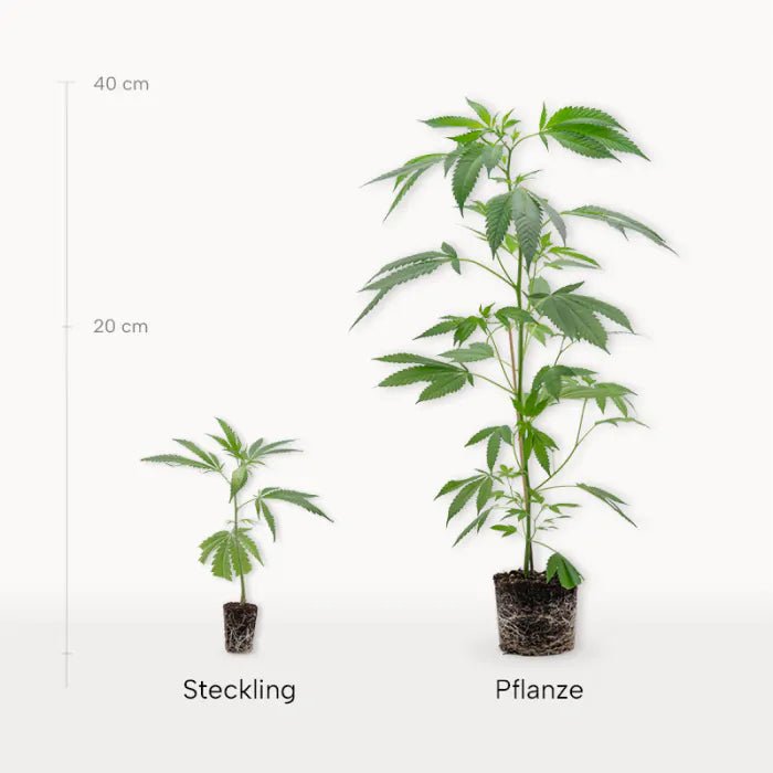 White Russian Hanfpflanzen - Hanfify
